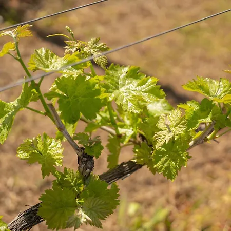 Casa Da Calcada Amarante