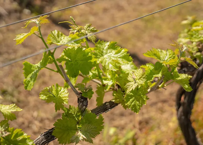 Casa Da Calcada Amarante
